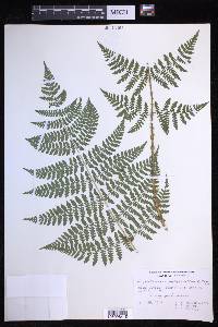 Dryopteris campyloptera image