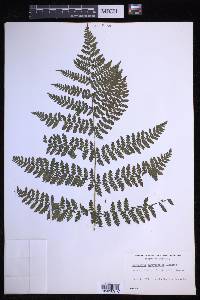 Dryopteris campyloptera image