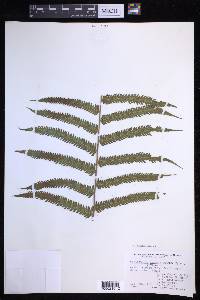 Thelypteris dentata image