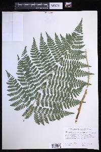 Dryopteris campyloptera image