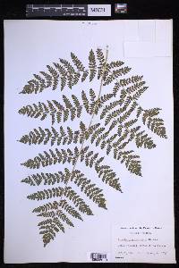 Dryopteris campyloptera image