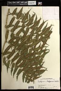 Diplazium hachijoense image