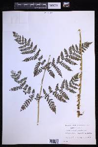 Dryopteris campyloptera image