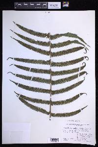 Thelypteris dentata image