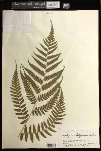 Diplazium hachijoense image