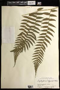 Diplazium hachijoense image