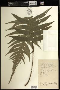 Pteris endoneura image