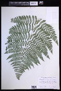 Dryopteris campyloptera image