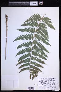 Dryopteris celsa image