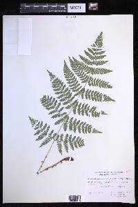 Dryopteris campyloptera image