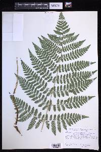 Dryopteris campyloptera image