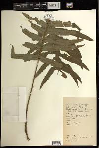 Pteris endoneura image