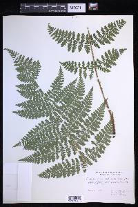 Dryopteris campyloptera image