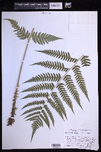 Dryopteris celsa image