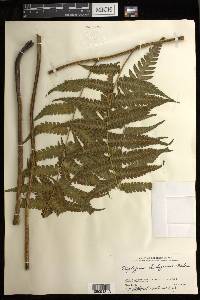 Diplazium hachijoense image