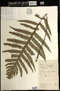 Pteris endoneura image