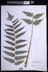 Dryopteris celsa image