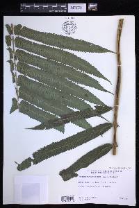 Menisciopsis cyatheoides image