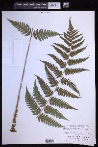 Dryopteris celsa image