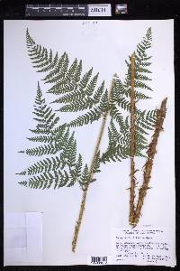 Dryopteris expansa image