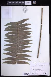 Nephrolepis exaltata subsp. hawaiiensis image