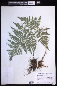 Dryopteris expansa image