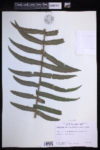 Nephrolepis brownii image