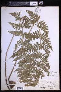 Dryopteris × triploidea image