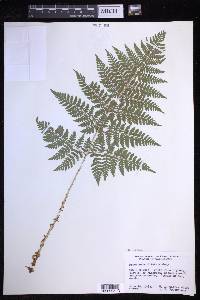 Dryopteris expansa image