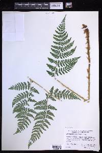 Dryopteris expansa image