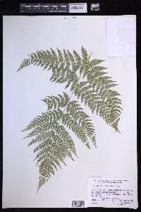 Dryopteris expansa image