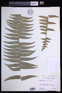 Nephrolepis exaltata subsp. hawaiiensis image