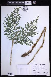 Dryopteris expansa image