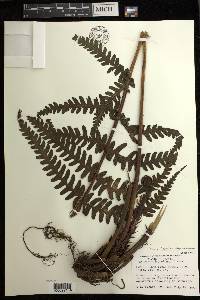 Deparia japonica subsp. japonica image