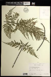 Asplenium sphenotomum image