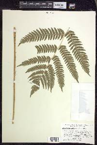 Dryopteris goldieana image