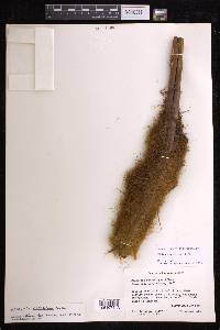 Dicksonia navarrensis image