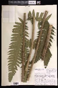 Cyathea horrida image