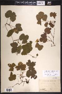 Rubus lasiococcus image