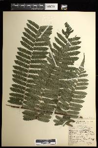 Cyathea multiflora image