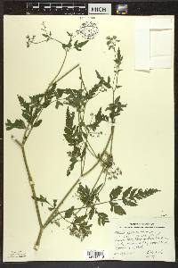 Torilis japonica image