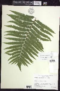 Matteuccia struthiopteris image