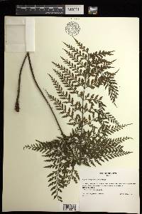 Asplenium sphenotomum image