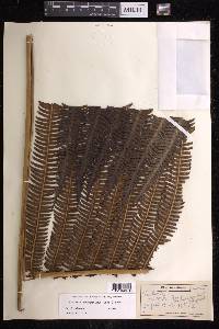 Sadleria souleyetiana image
