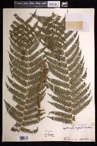 Cyathea suprastrigosa image