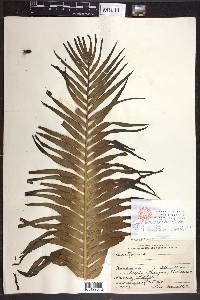 Ceratozamia matudae image