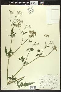 Torilis japonica image