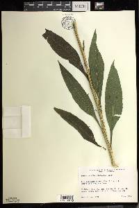 Verbesina alternifolia image