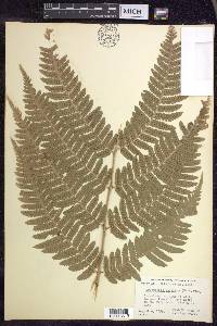 Dryopteris goldieana image