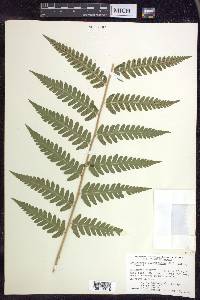 Dryopteris clintoniana image